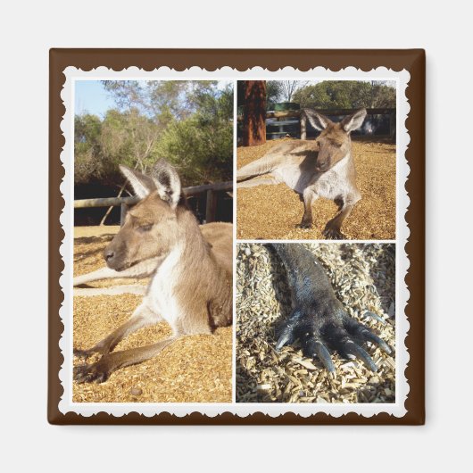 Het Kangaroo Afbeelding Collage, Magnet Magneet (Voorkant)