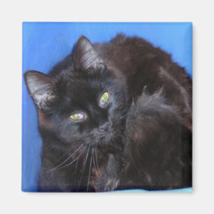 HET KAT VAN DE CHOCOLADE MAGNEET