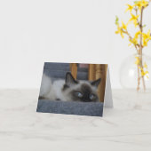 Het Kat van Ragdoll Kaart (Gele Bloem)