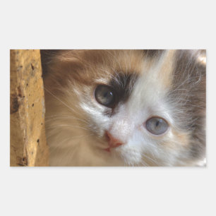 Het Katje van het Calico van Heterochromia Rechthoekige Sticker