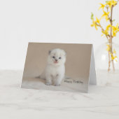 Het Katje van Ragdoll Kaart (Gele Bloem)