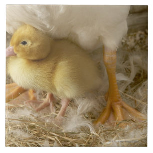 Het kauwen tussen de benen van de moeder tegeltje