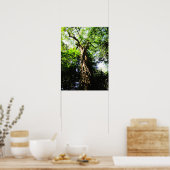 Het kijken naar grote bomen in het bos - Poster (Keuken)