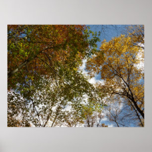Het kijken omhoog kijkend op de Natuur van de Verl Poster