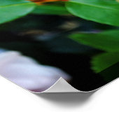 Het kleine Roos Poster (Hoek)