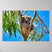 Het Koala-Beer Poster (Voorkant)