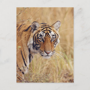 Het koninklijke letten op van de Tijger van Briefkaart