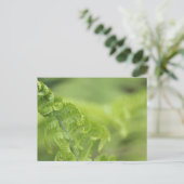 Het krullen van de Bladeren van Fern, Greenery, Bl Briefkaart (Staand voorkant)