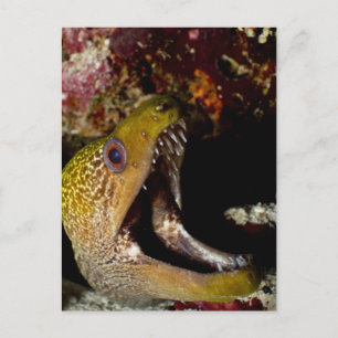 Het kwetsen en intimideren van de mond van een gee briefkaart