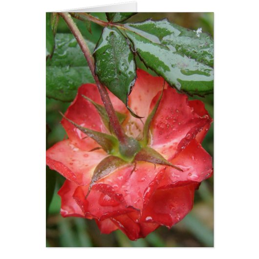 Het laatste Roos (Voorkant)