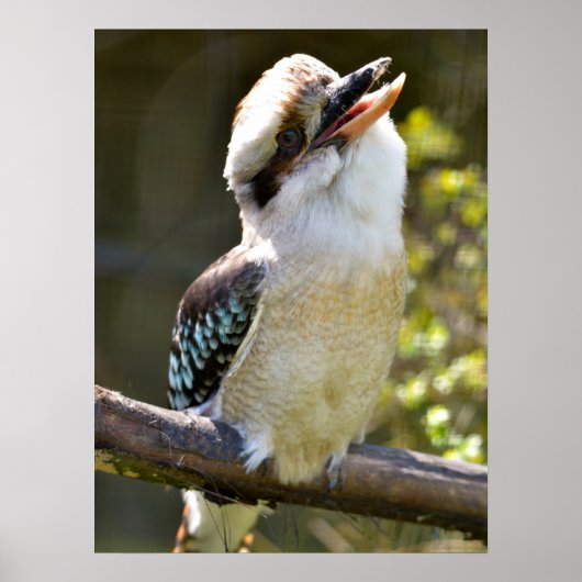 Het lachen Kookaburra die op tak Briefkaart Squ wo Poster (Voorkant)