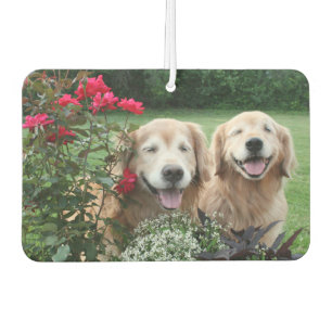 Het lachen van Golden Retrievers buiten door Rozen Luchtverfrisser