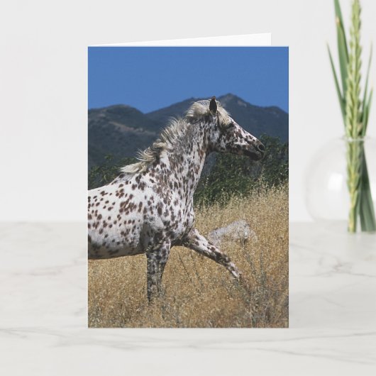 Het Lanceren van het Paard van Appaloosa Berg Kaart (Voorkant)