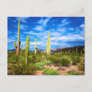 Het landschap van de woestijn cactus, Arizona Briefkaart