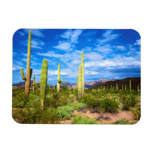 Het landschap van de woestijncactus, Arizona Magneet