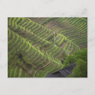 Het landschap van rijstterrassen in de bergen, briefkaart