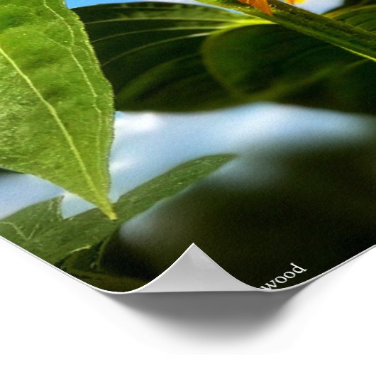 Het laten gaan en vooruit Poster kijken (Hoek)