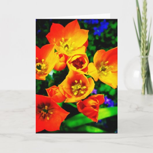 Het Lege Wenskaart van de oranje Kerstster Kaart (Voorkant)