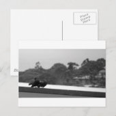 Het leiden Pigeons Briefkaart (Voorkant / Achterkant)