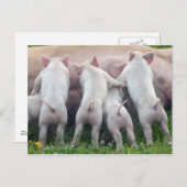 Het leuke Briefkaart van de Biggetjes van de (Voorkant / Achterkant)