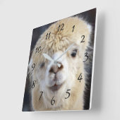 Het leuke gezicht van de Alpaca Vierkante Klok (Hoek)