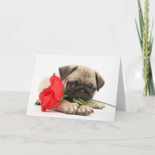 Het leuke Pug Puppy met Rood nam Valentijn toe Feestdagen Kaart (Voorkant)