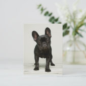 Het leukste Franse Puppy van de Buldog Briefkaart (Staand voorkant)