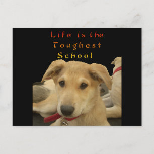 "Het leven is de moeilijkste school" Dog Art Print Briefkaart