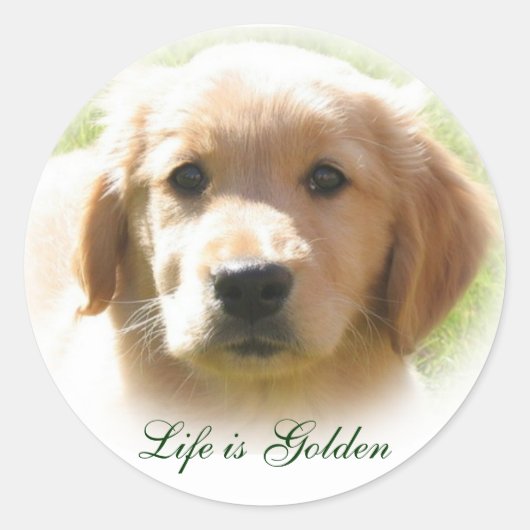 Het leven is Golden Dog Pet Ronde Sticker (Voorkant)