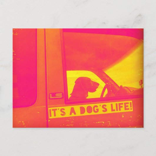 Het leven van een hond Post Kaart (Voorkant)
