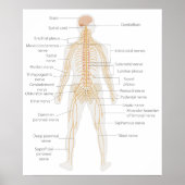 Het lichaamsdiagram van het zenuwstelsel van het m poster (Voorkant)