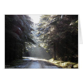 Het licht in het bos