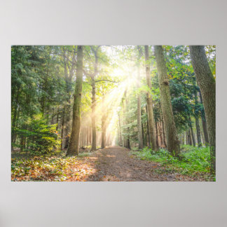 Het licht van bovenaf in het bos poster