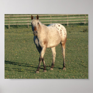 Het lopen Appaloosa Poster