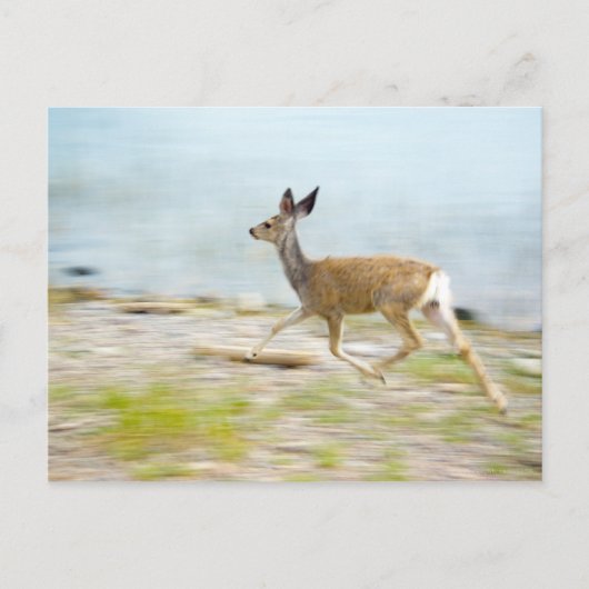 Het lopen Fawn Briefkaart (Voorkant)