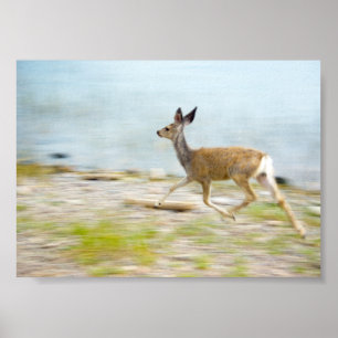 Het lopen Fawn Druk Poster