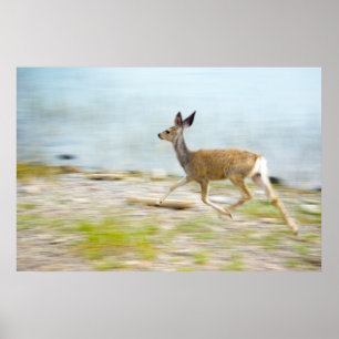 Het lopen Fawn Druk Poster