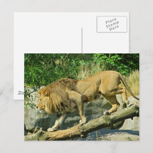 Het lopen van de Plank Briefkaart (Voorkant / Achterkant)