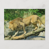 Het lopen van de Plank Briefkaart (Voorkant)