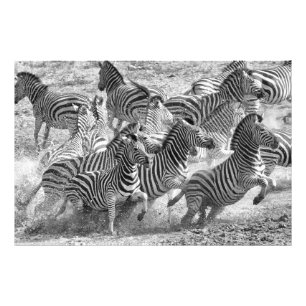 Het lopen van Zebras Foto Afdruk