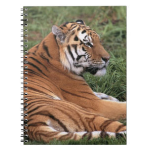 Het Lounging van TIger op het Notitieboek van Gras