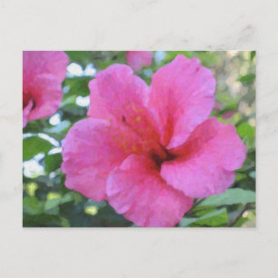 Het magenta Briefkaart van de Hibiscus