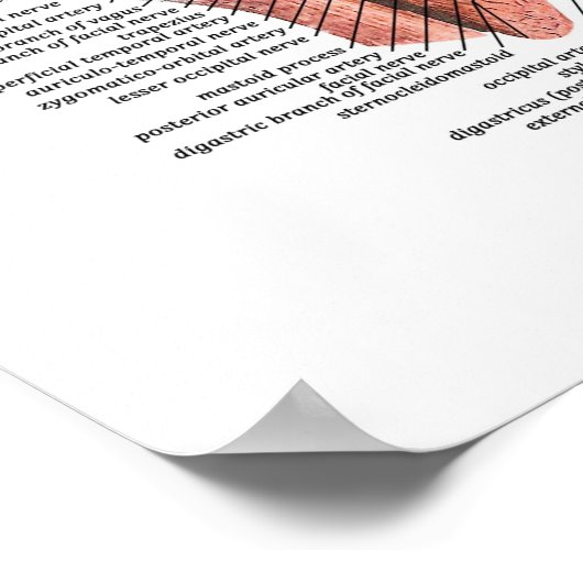 Het menselijk gezicht en het hoofd poster (Hoek)