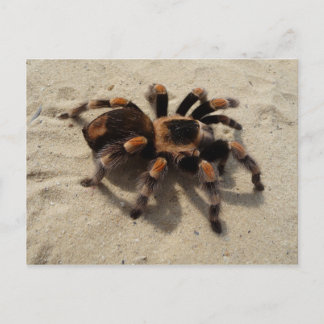 Het Mexicaanse Briefkaart van de Tarantula