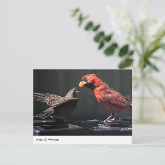 Het moment van natuur: kardinaal en mus briefkaart (Staand voorkant)