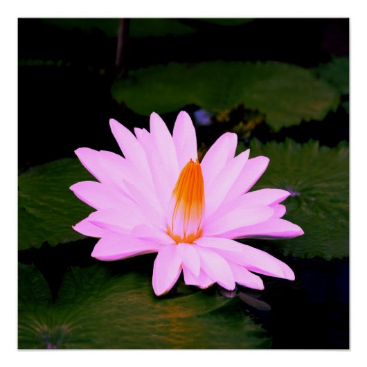 Het Monet-effect... Perfect Poster (Voorkant)