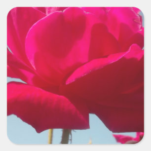 Het mooie Verbazen Hakuna Matata nam voor de Bruid Vierkante Sticker