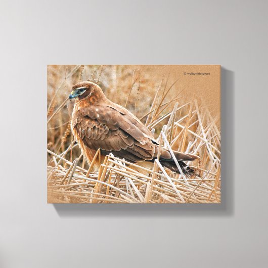 Het mooie Vrouw Noord Harrier in Marsh Canvas Afdruk (Voorkant)