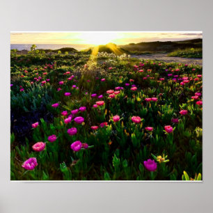 het mooie wilde poster van de bloemenzonsondergang