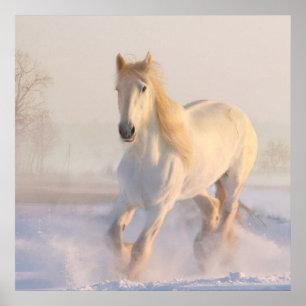 Het mooie witte paard Galloping in de sneeuw Poster